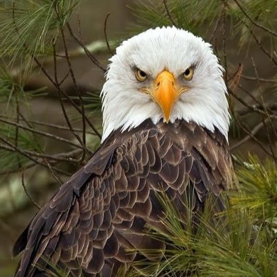 MichelleWilho14's profile picture. God Fearing Conservative ✝️🇺🇸
