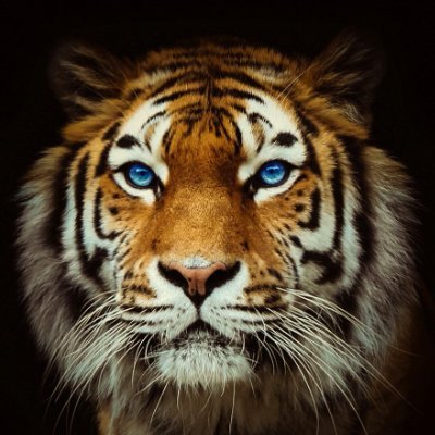 Axd_Uxmn's profile picture. Building and learning, I strive each day,  
No rest for those who walk death's way.  
Knowledge my guide, in life’s brief span,  
Rest is for later—now, I stand