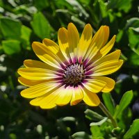 MarysGarden🌺🌼🪴❤️ (@garden_marys) 's Twitter Profile Photo