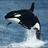 Sorin_Patiu's profile image