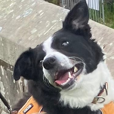 Young Border Collie from Cumbria called Gem, full name Little Gem Lettuce favourite colour is orange, bringing smiles and laughter aka Gem the Destroyer