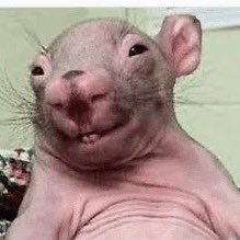 RaticalThinker's profile picture. 