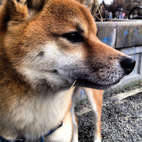 SpaceTheShiba's profile picture. I live in Seattle where an iconic building was named for me (the SPACE needle). Siri helps me get down my thoughts at my blog, http://t.co/aIFqw1Jy