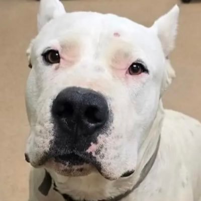 justice4chevy's profile picture. Creating justice for Chevy, other animals, and humans harmed by The Asher House & Lee Asher.