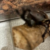 ぶぶちゃんねる (@kuwathikab72563) Twitter profile photo