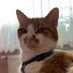 Bernhard (@vogel1337) Twitter profile photo Bernhard (@vogel1337) Twitter profile photo