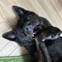 あざらし&甲斐犬こま (@sudake_24) 's Twitter Profile