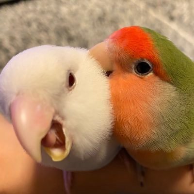 noobi3580's profile picture. インコLOVE   彼らの愛くるしい姿形は神様が与えたもうた奇跡と思う