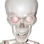 BillyMCBones's profile picture. Working on an fnf remix mod, FNF Velocity.