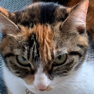 大好きな散歩!その中で見た物や食べ物のツイートがメインになります😆内容少し変えました、宜しくお願い致します🙇職業はトラック運転手です🚚