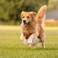 Golden Retriever Club (@_retrieverlover) 's Twitter Profile