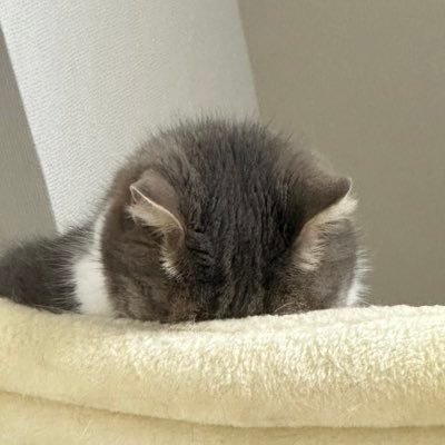 ただの無類の猫好きであり自衛隊好き。陸海空、全ての自衛隊の戦闘機、航空機、車両が好き。愛機はF-2戦闘機。F-2教徒です。いつか築城基地に行くのが夢。ヘッダーは伊藤学氏(@zundoko99)撮影。日本保守党支持。日本を豊かに、強く。無言フォローすみません。#猫 #スコティッシュ #自衛隊 #戦闘機 #日本保守党