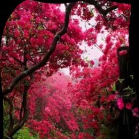 Love is Life (@afrozsaddam78) 's Twitter Profile