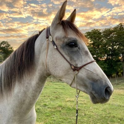 Colt Starting, Horse Training, Riding Lessons, and Pony Rides in Kentucky! Horses and Ponies For Sale #Equestrian #Cowgirl #Bluegrass #Arabian #Ponies