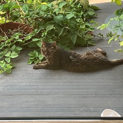 halime111783's profile picture. 腐女子です☆