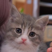 がっちゃんとオタク飼い主の毎日 (@szcppufexk59697) Twitter profile photo
