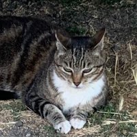 Country Critters (@calicritters777) 's Twitter Profile Photo Country Critters (@calicritters777) 's Twitter Profile Photo