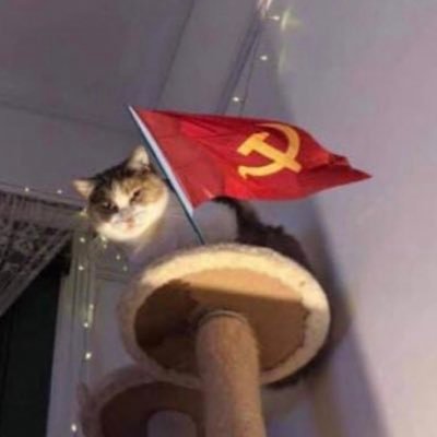 Communist Catさんのプロフィール画像