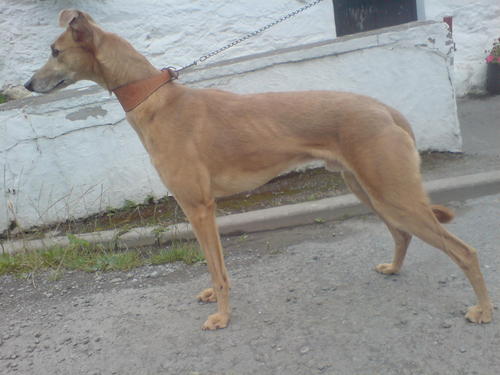 ianjone20227012's profile picture. SELF EMPLOYED ROOFER/PROPERTY MAINTENANCE. INTERESTED IN HUNTING,FISHING,CARS,BOATS.