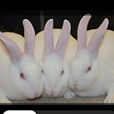 KelinciPutih04's profile picture. 