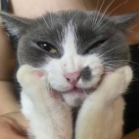 daisy (@kittenchemicals) 's Twitter Profile Photo daisy (@kittenchemicals) 's Twitter Profile Photo