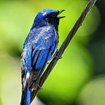 bluebird_music (@bluebird5005) Twitter profile photo