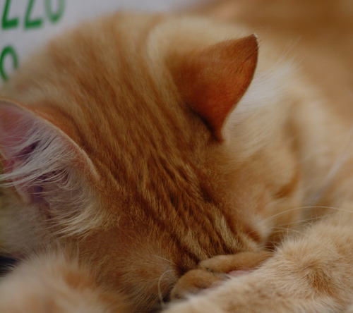 ArniesPro's profile picture. Arnie's Productions Video services, Southern CA belly dance events since 1997