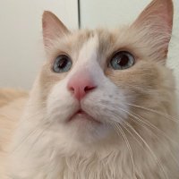 🐳🌸☘️The Sea Urchin (@seaurchin96825) 's Twitter Profile