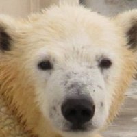 nicoprincess2nd (@nicoprincess2n) 's Twitter Profile