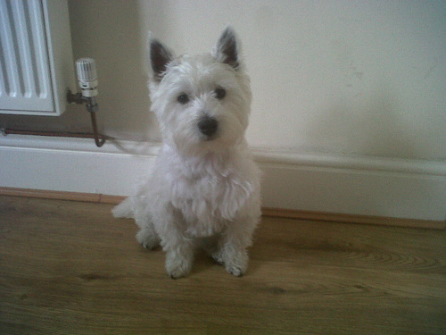 I'm a cute little Westie from Manchester. Please follow me back. Woof woof!  x