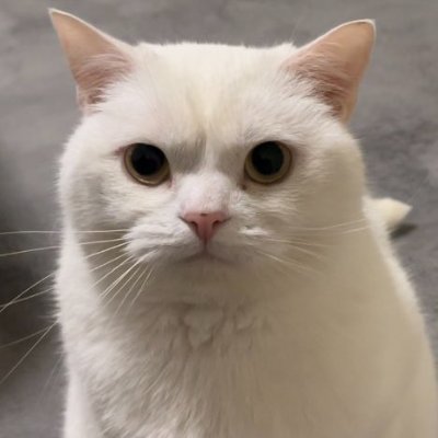 hisui_no_machi's profile picture. main @estPiNEAPPLE icon:@wataneko_tsuki
翡翠のまちへ行こう