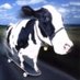 cheesewizz° (@cheesewizz___) Twitter profile photo cheesewizz° (@cheesewizz___) Twitter profile photo