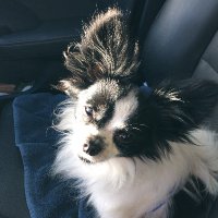 slicchicfl (@slicchicfl) 's Twitter Profile