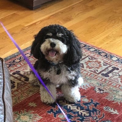 skibidiabigyat's profile picture. 