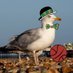 Avery Bradley Fan (@beantownboy5657) Twitter profile photo Avery Bradley Fan (@beantownboy5657) Twitter profile photo