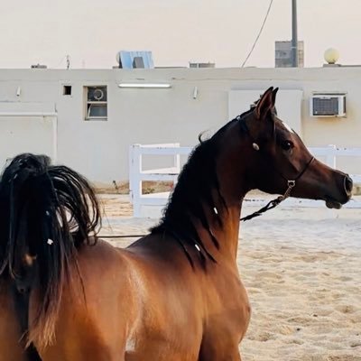 لا تكن أرضاً يُداس عليها .. بل كُـن سماء يتمنى الجميع الوصول إليها 🦋