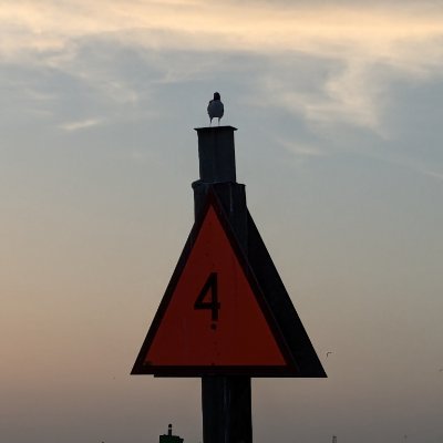 ross_sanders's profile picture. 