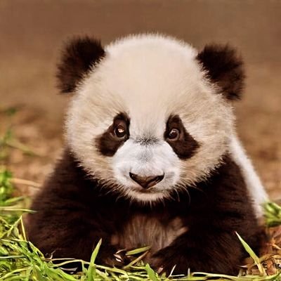 lorcangoat46944's profile picture. I am a YouTube news acount