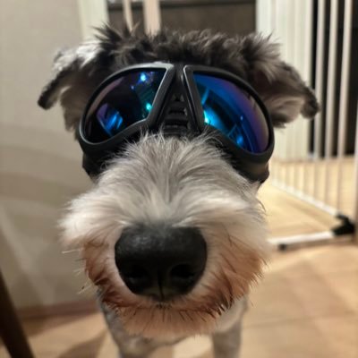 シンセイサイザー Profile