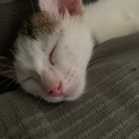 k (@nopetertingle) 's Twitter Profile