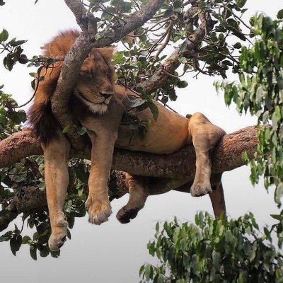 3PatasP's profile picture. 