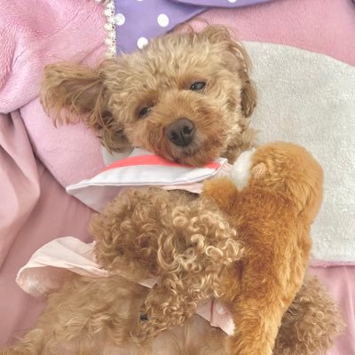 🐄みるくぷりん🐄さんのプロフィール画像