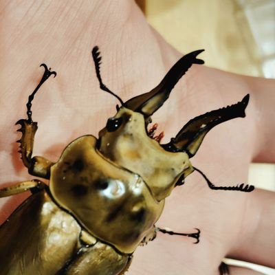採石場で眠っているところを博士に掘り起こしてもらってから数年。嫁と子供を愛し、ゲームとクワガタと音楽とお酒を嗜む親父となっていた