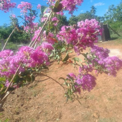 anusha_pra67165's profile picture. 