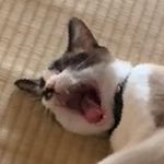 kanade_yado's profile picture. 