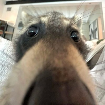 Tiny_R0ck's profile picture. 🧡💛🤍🩵💙
Any pronouns 
Professional idiot and comedy genius