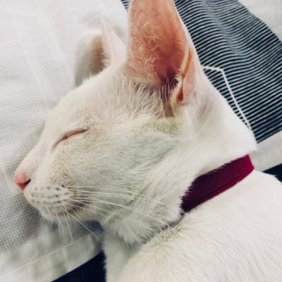PP_PP2424's profile picture. มัมหมีเจ้ามุเร้ก Charlotte 🌻+ มัมหมีเจ้าเเก้มขีด Engfa 🐟~~~เมนชาเอ็นดูเจ้าอิง~~~ (กองเชียร์)