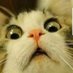 Jane Knowles (@megmog1969) Twitter profile photo Jane Knowles (@megmog1969) Twitter profile photo