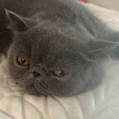 たんさんのプロフィール画像