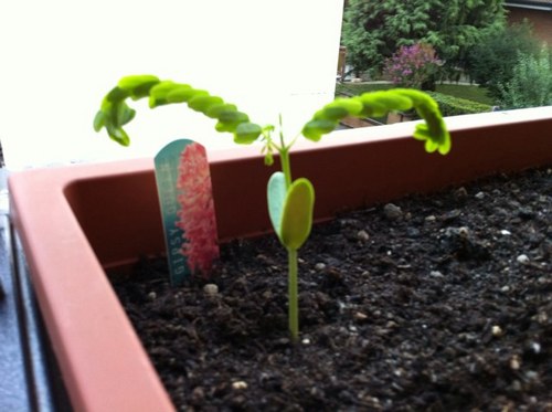 pesce67's profile picture. 